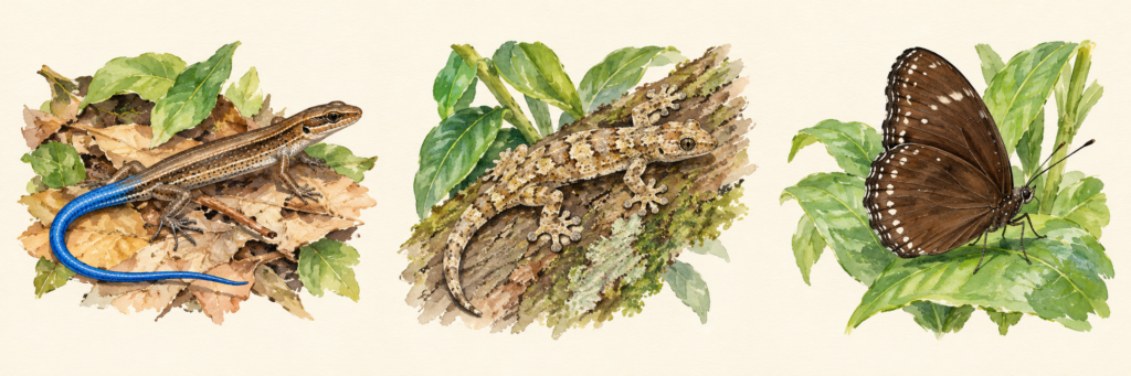 AI watercolour illustrations of a blue-tailed skink, a gecko and a butterfly